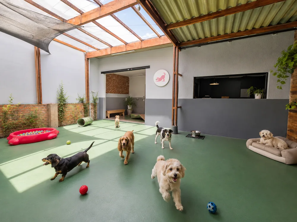 Área ampla da Casa Patas com cães em atividade